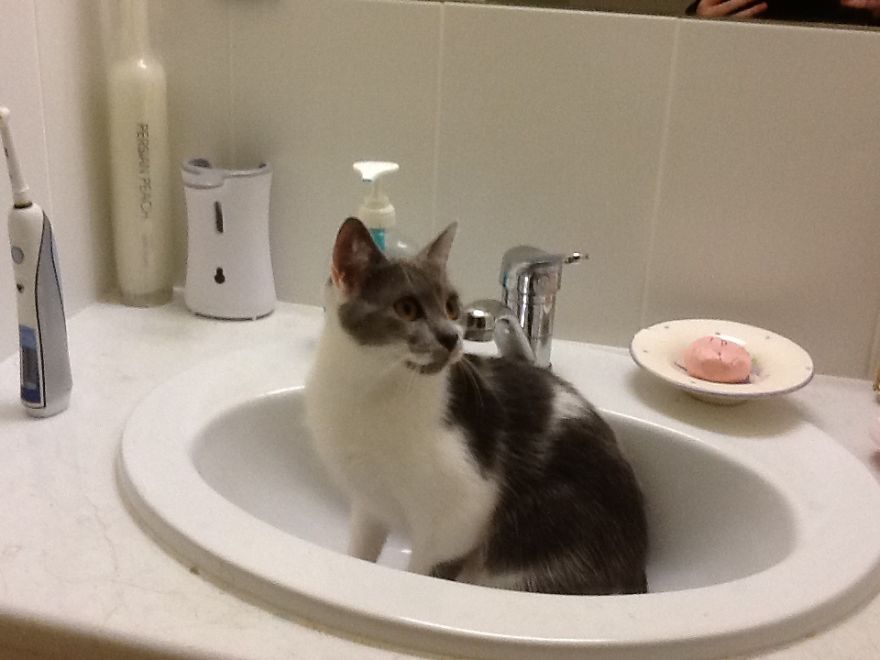Cats In Strange Positions Or Places