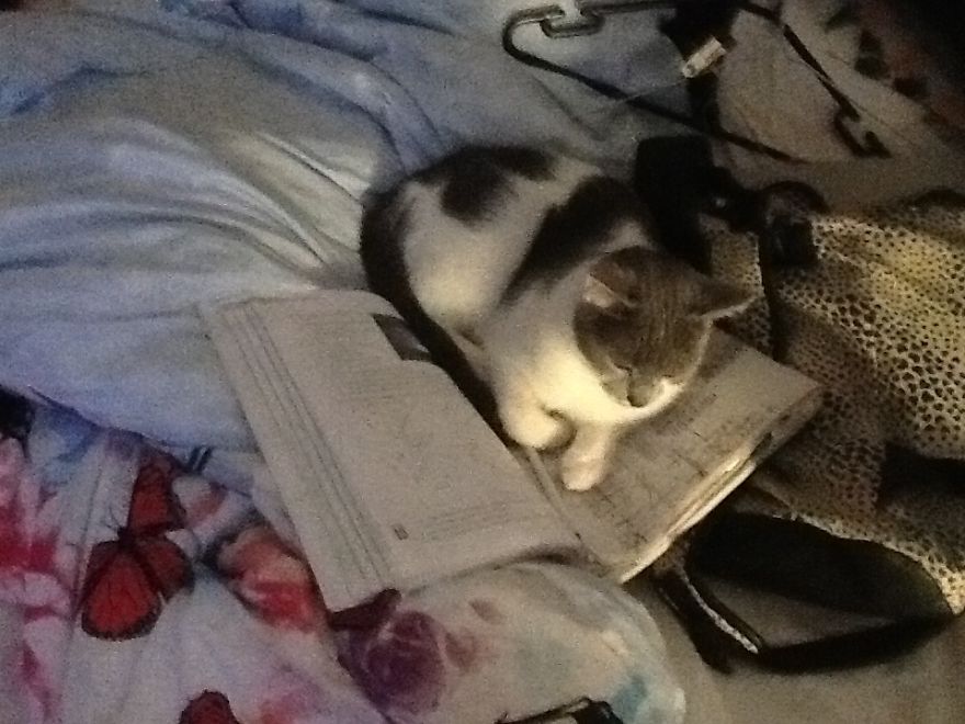 Cats In Strange Positions Or Places