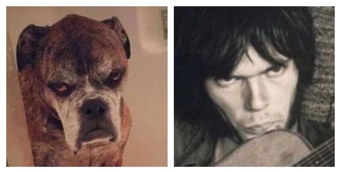 Dog Totally Looks Like Neil Young