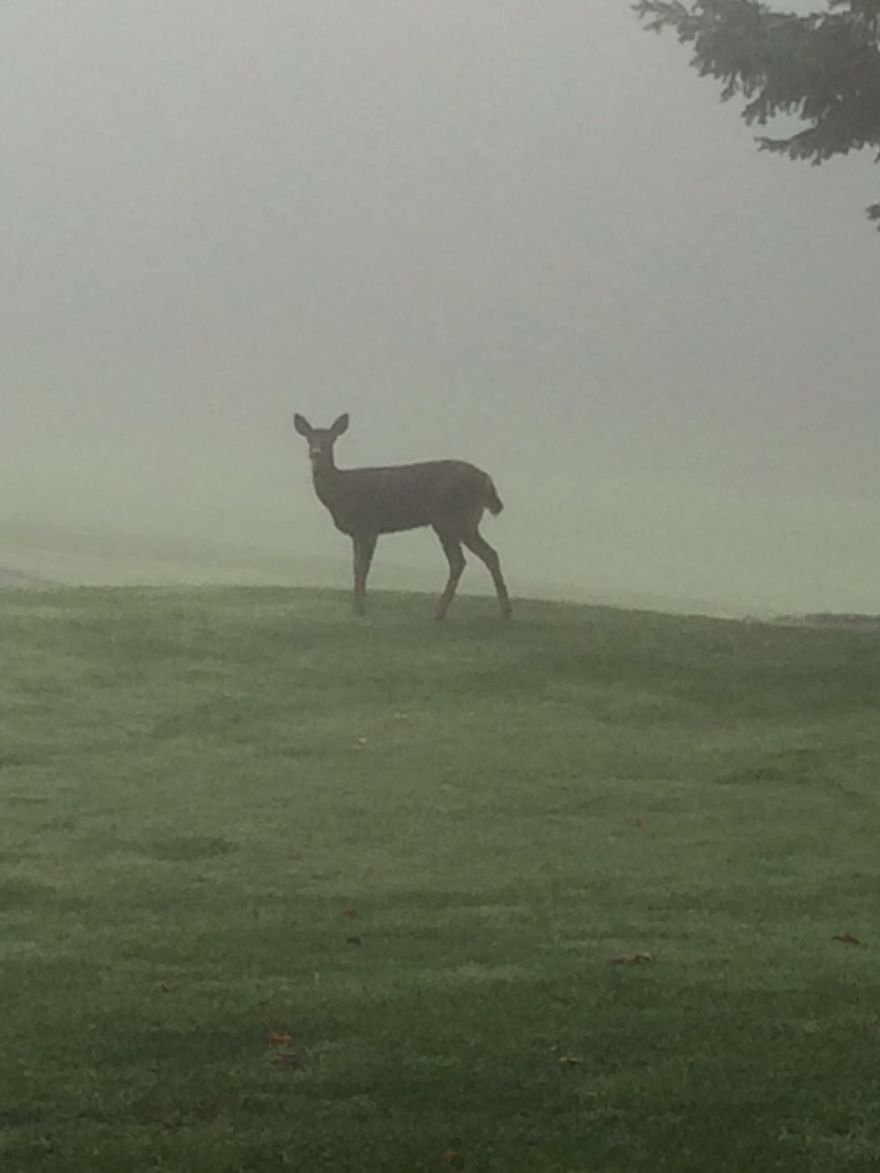 Misty Deer