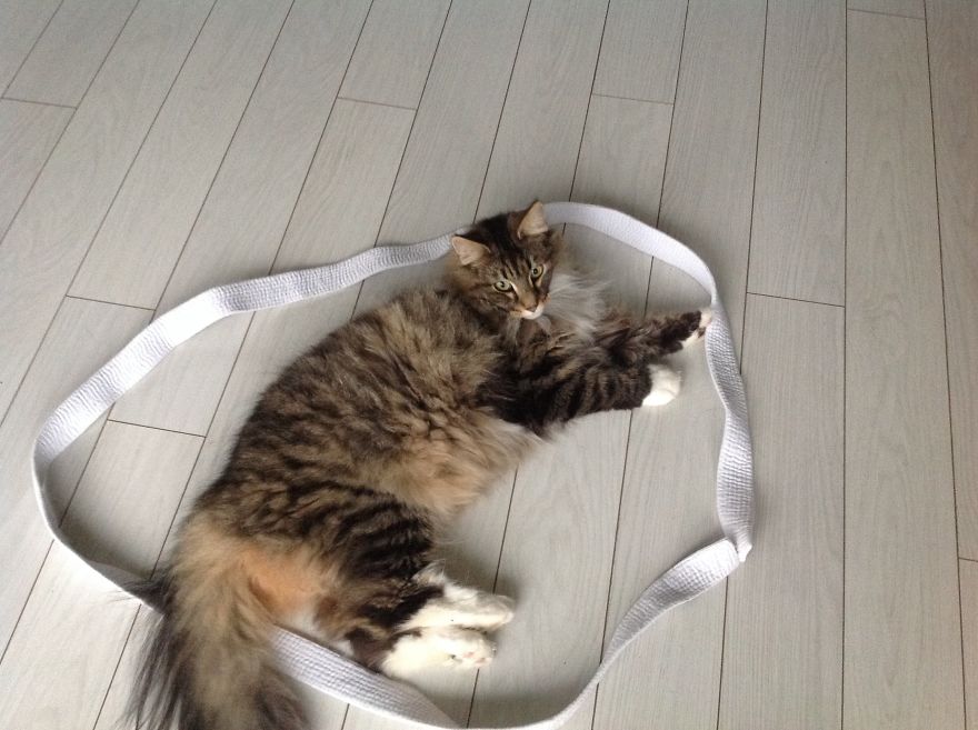 Amazing Trap For Cats