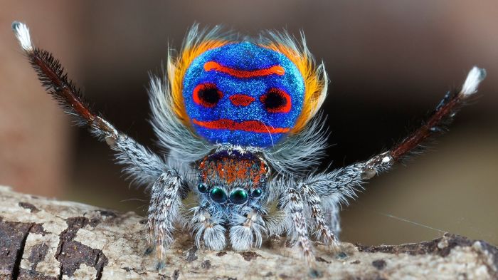 Maratus Volans (peacock Spider)