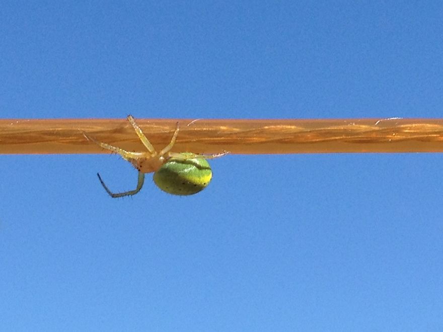 Spider On A Washing Line