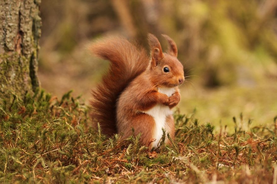 Scottish Red Squirrel