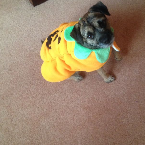 Pumpkin Terrier