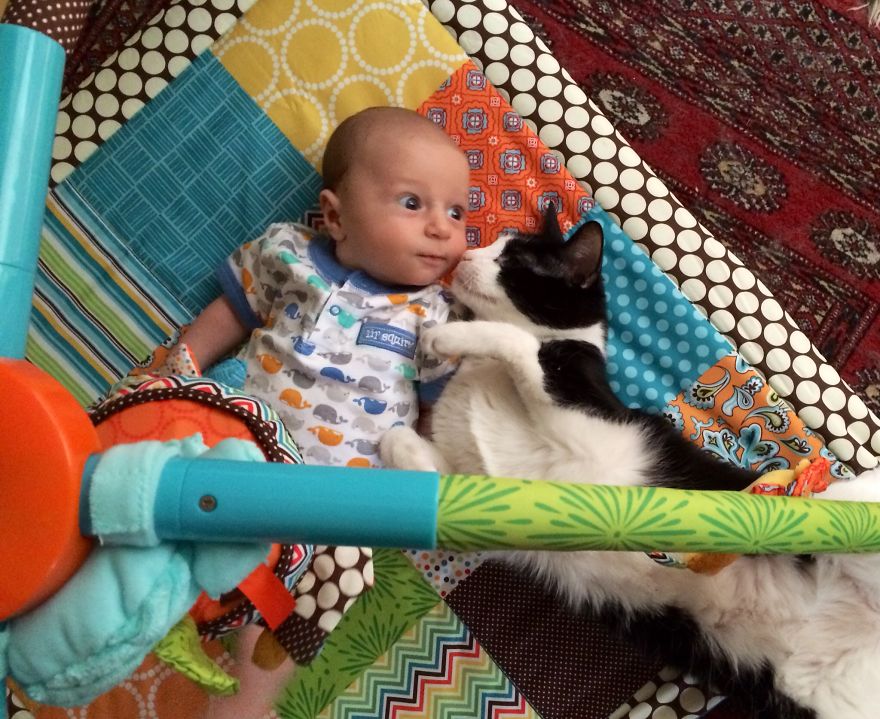 Play Cat On The Play Mat