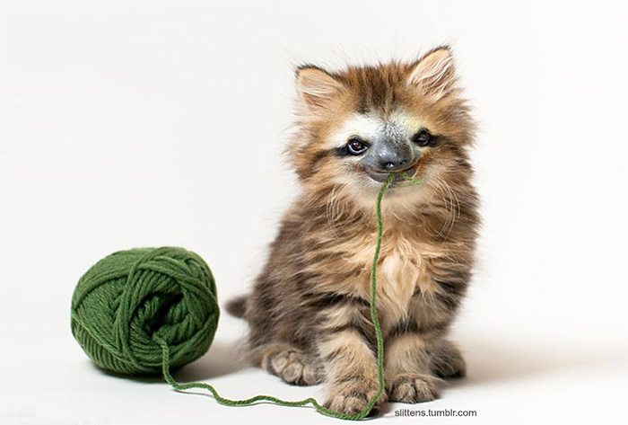 Slittens: Kittens And Sloths Together At Last