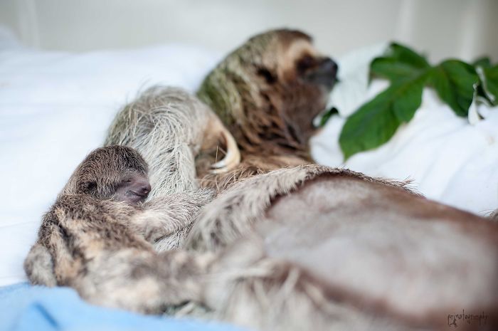3 Toed Sloth:mama And Newborn