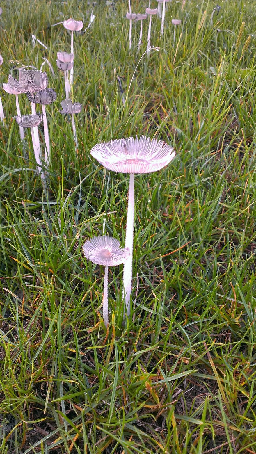 Westcoast Floral Mushrooms