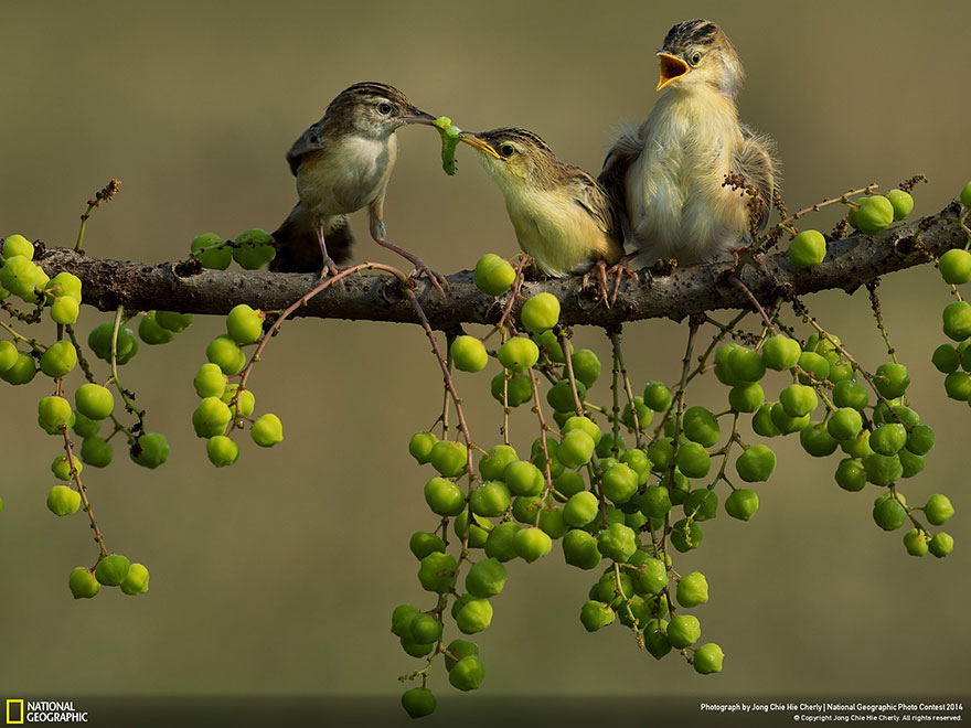 21 Of The Best Nature Photo Entries To The 2014 National Geographic Photo Contest