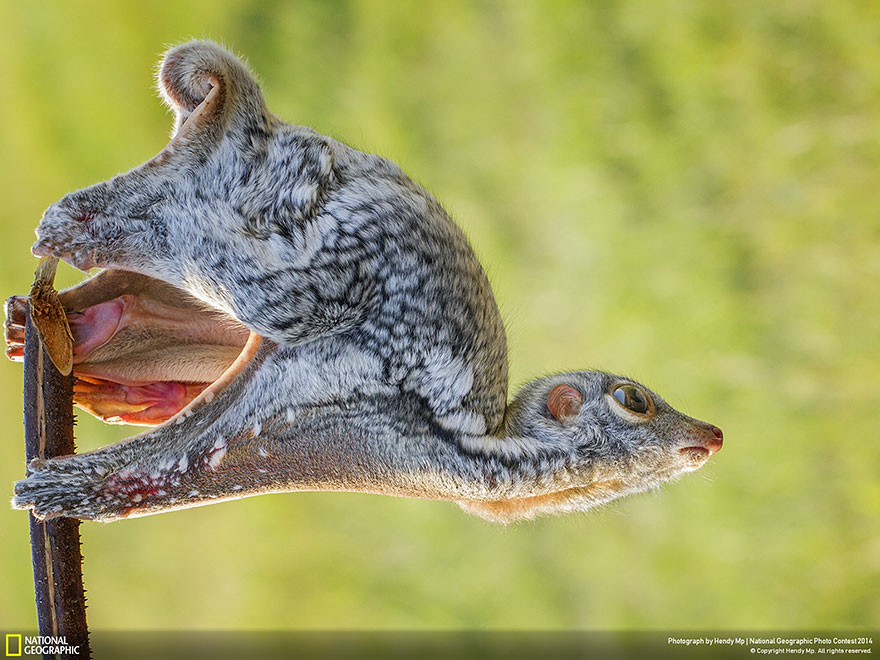 21 Of The Best Nature Photo Entries To The 2014 National Geographic Photo Contest