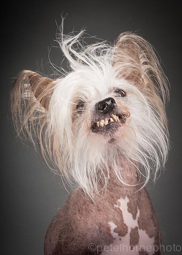 Old Faithful: Warm And Intimate Photos Of Really Old Dogs