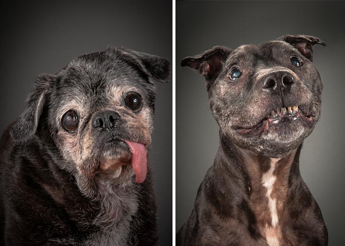 Old Faithful: Warm And Intimate Photos Of Really Old Dogs