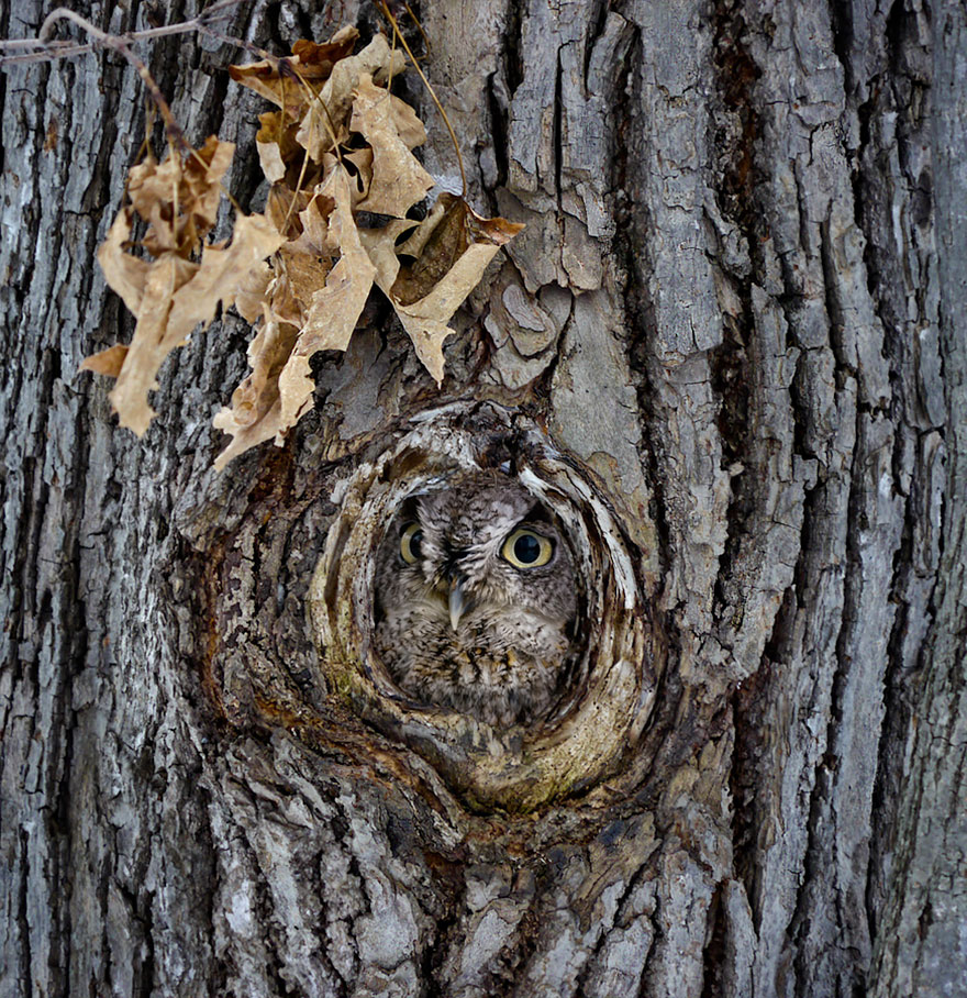 owl-camouflage-disguise-13