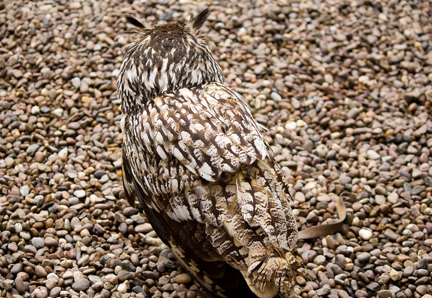 owl-camouflage-disguise-15