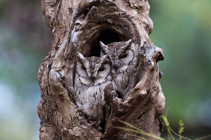 15 Stunning Examples Of Owl Camouflage
