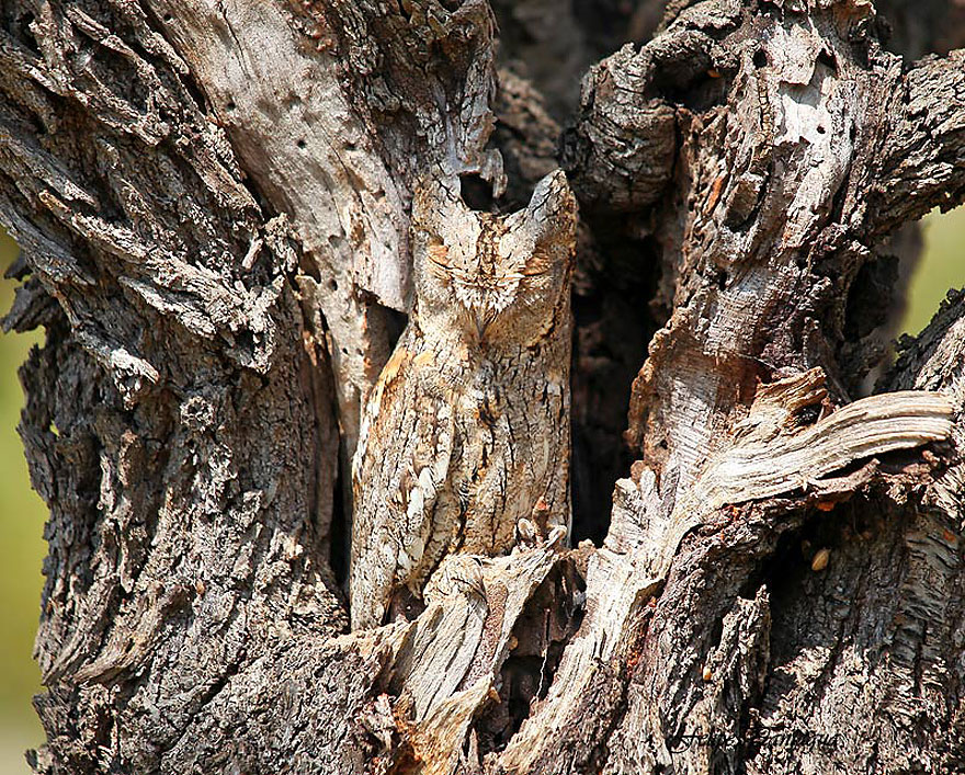 owl-camouflage-disguise-26