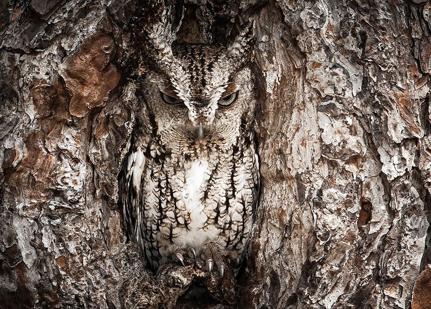 15 Stunning Examples Of Owl Camouflage