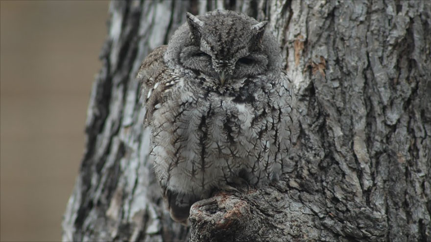 owl-camouflage-disguise-7