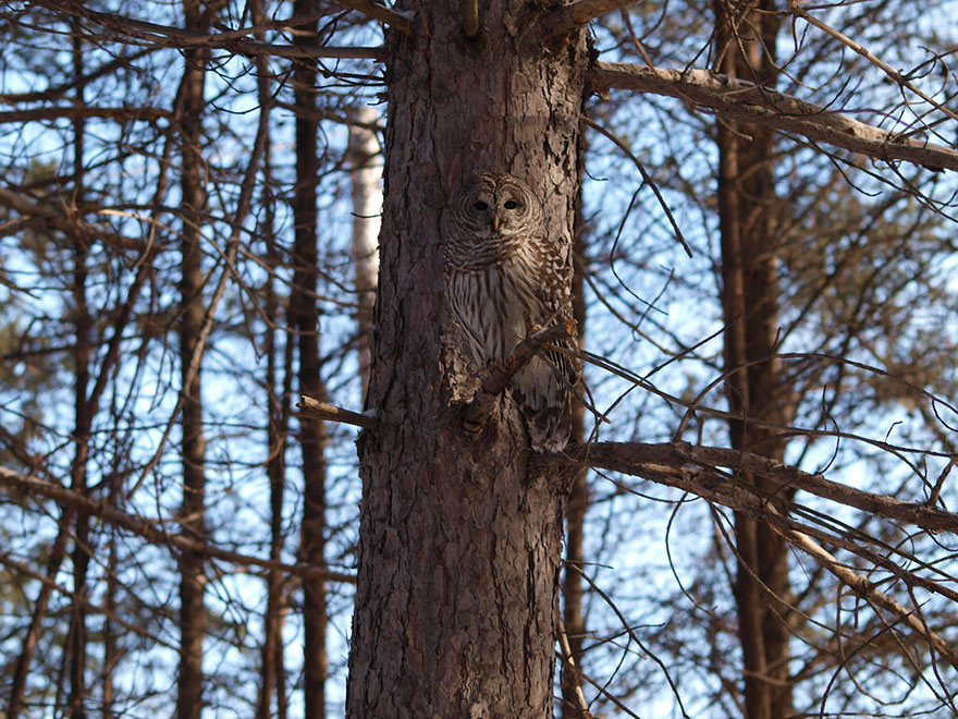 owl-camouflage-disguise-9