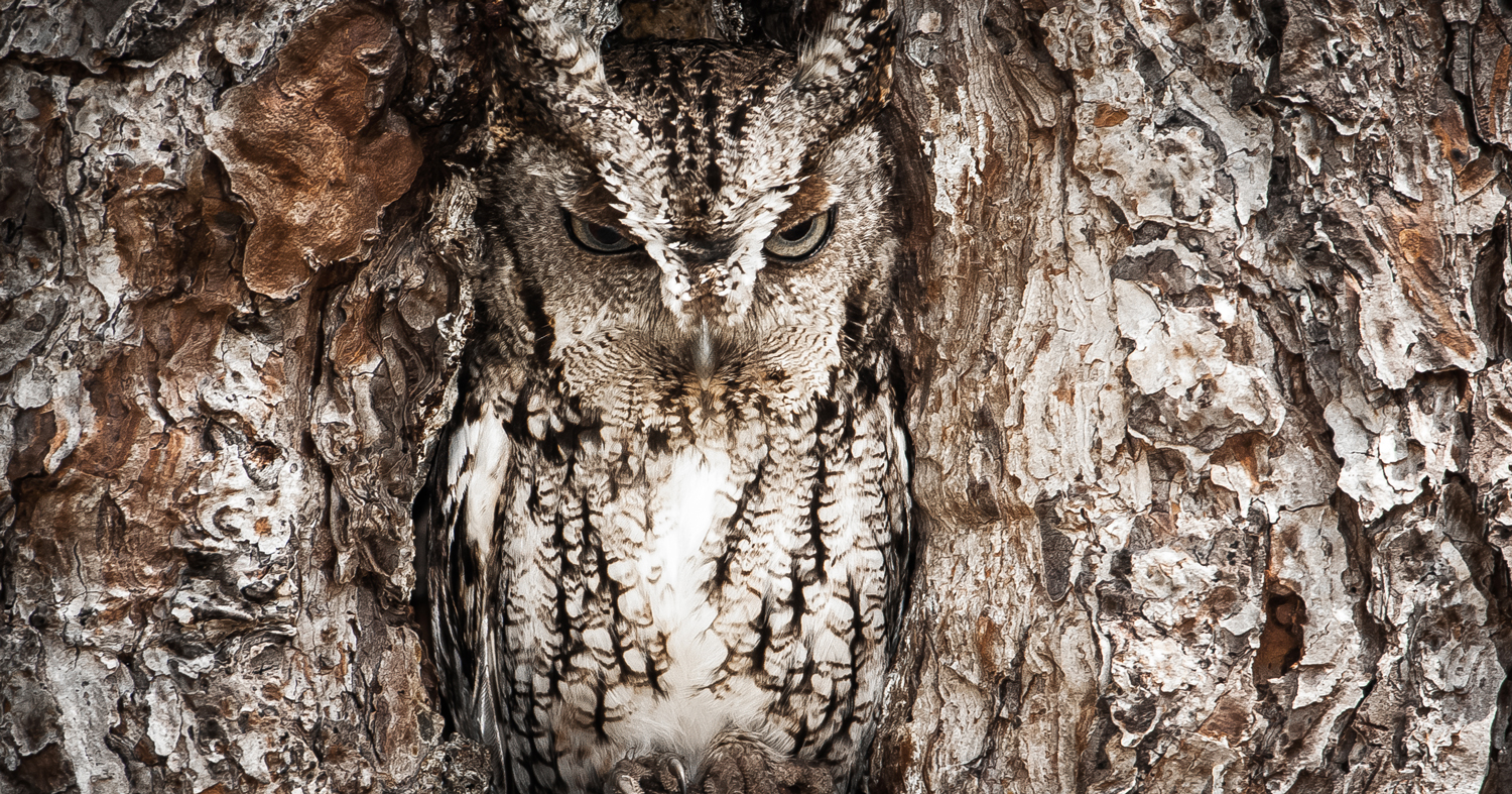 15 Stunning Examples Of Owl Camouflage | Bored Panda