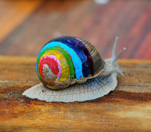 To Prevent Snails From Getting Stepped On, People Pimp Out Their Shells