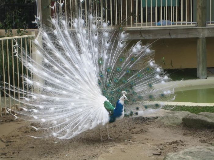 Half Albino Peacock