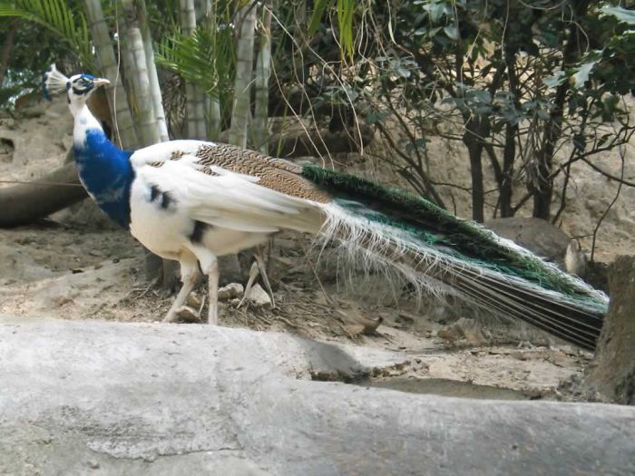 White Blue Peacock