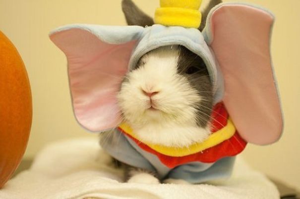 ALL LIVING THINGS Small Animal Costume Bat Devil  Halloween ginea pig etc 