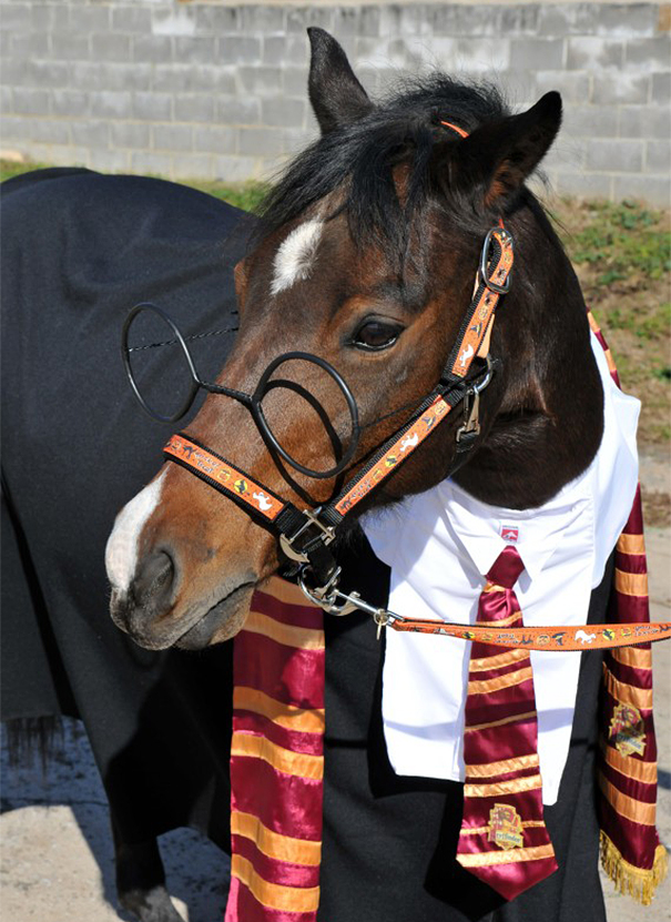 Harry Potter Horse
