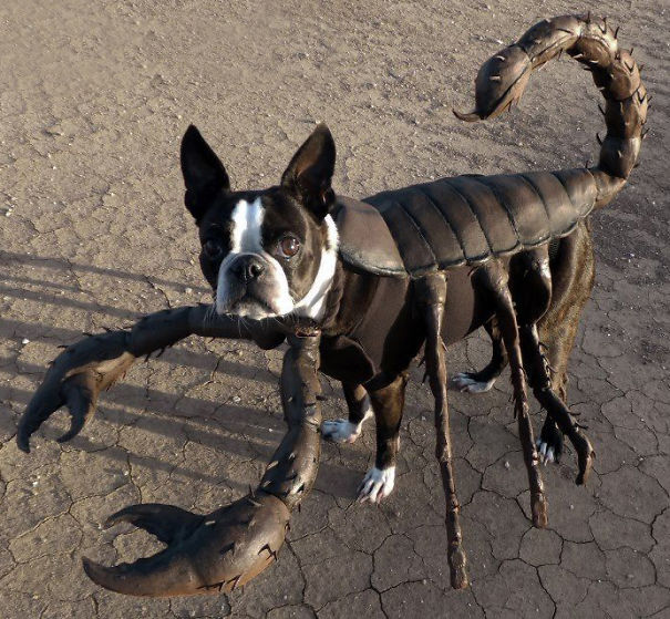 Scorpion Doggy