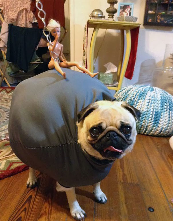 Miley Cyrus Wrecking Ball Pug