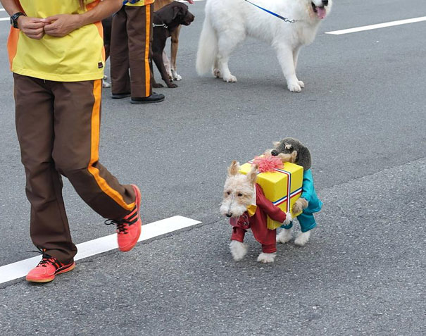 Dog(s) Carrying A Present