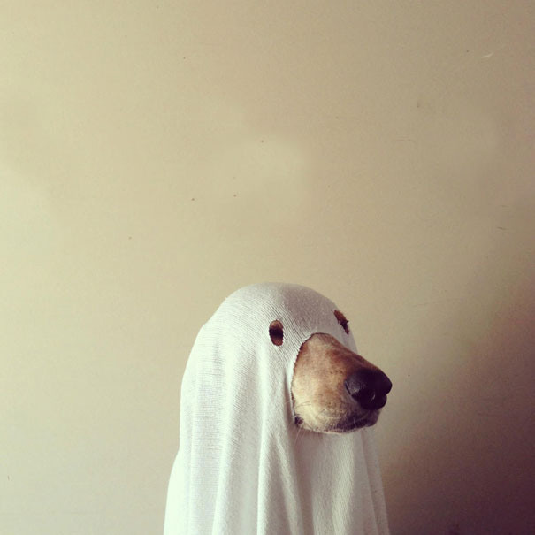 Ghost, Definetely Not A Dog