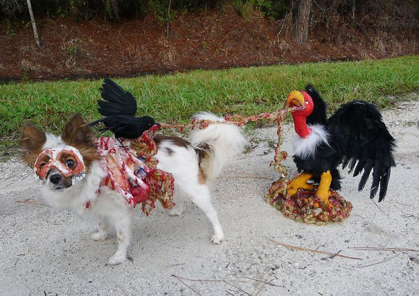 Zombie Dog Being Eaten By A Vulture