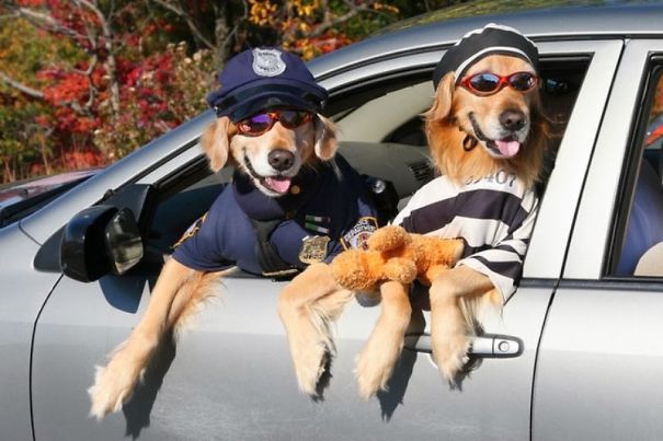 Cop And A Burglar Golden Retrievers