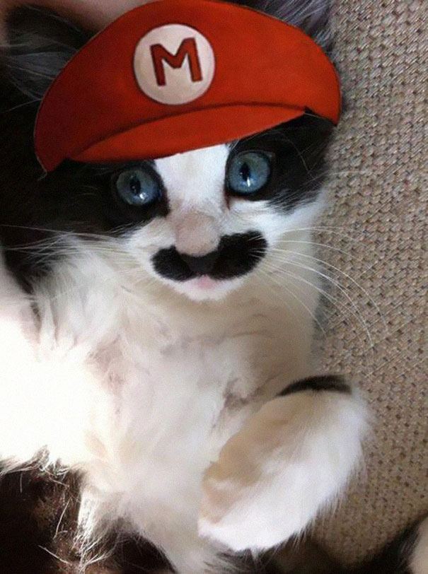 Mario Cat