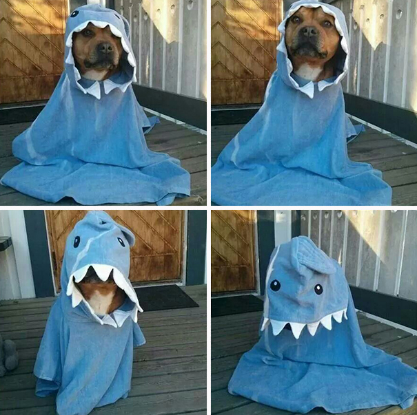 Lovely Shark Dog