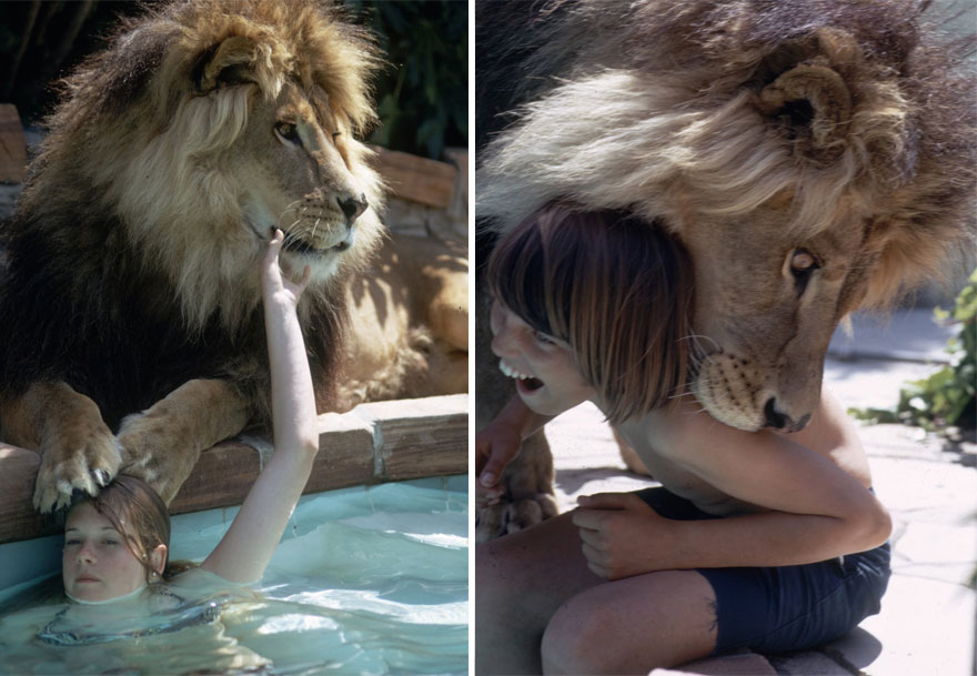 This Family Lived With A Real Lion Back In 1971