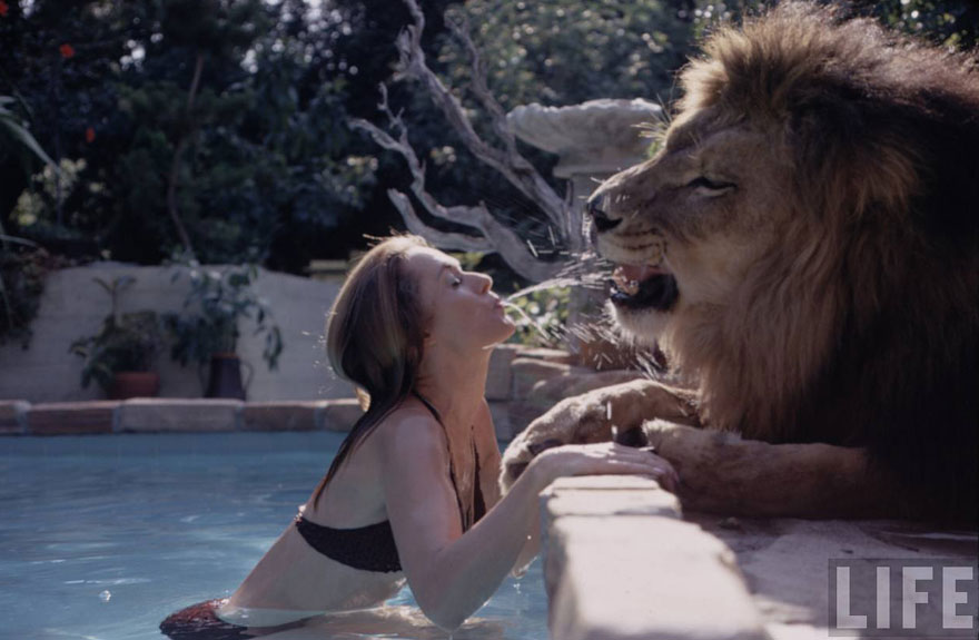 pet-lion-neil-film-michael-rougier-2