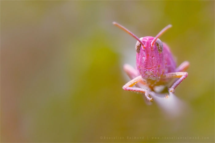 Pink Grashopper