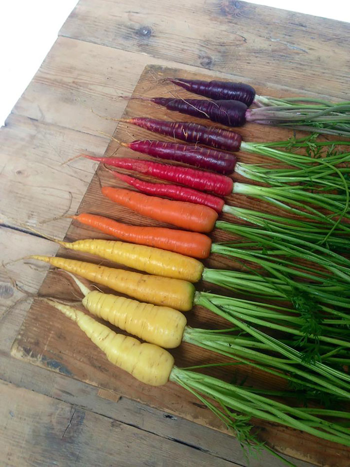Carrot Spectrum