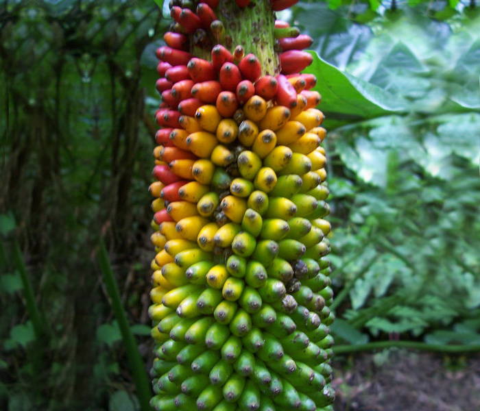 Wild Banana Tree