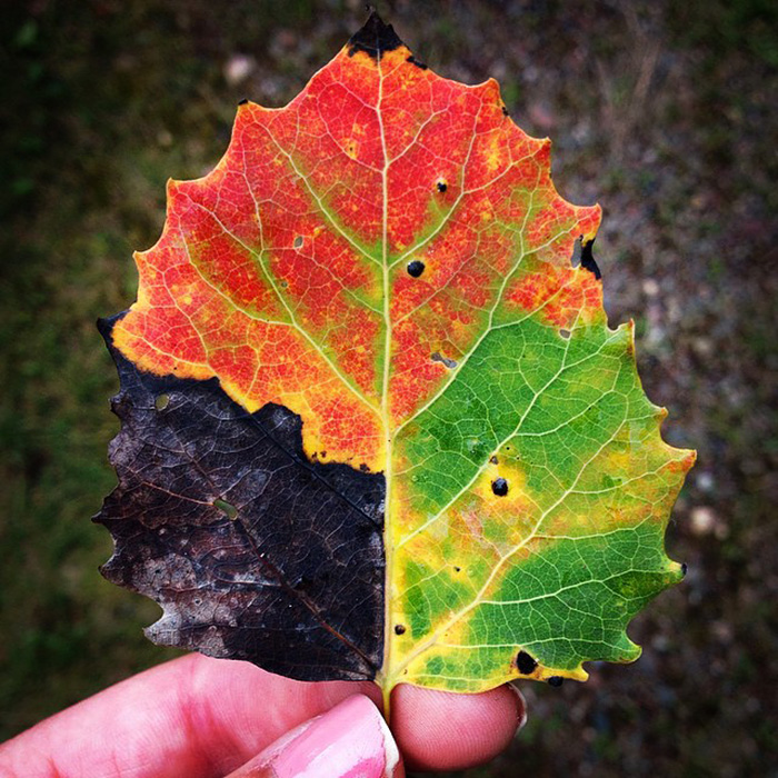 All Seasons In One Leaf