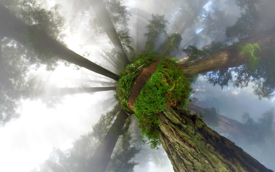 California Redwoods 360° Panorama - Little Planet Projection