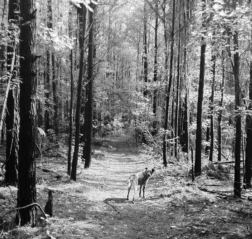 Abbey Nature Trail At Poplar Grove, Hampstead, Nc