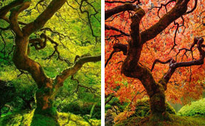 12 Fotos de antes y después de las bellas transformaciones que causa el otoño