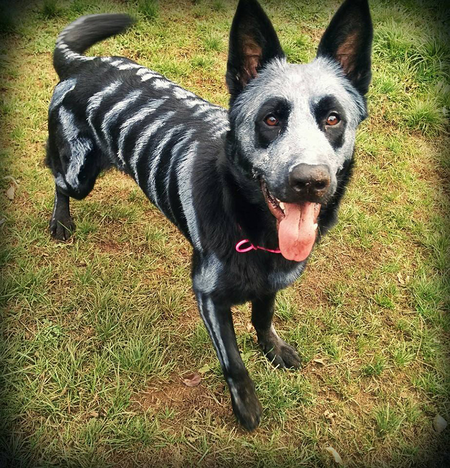 Pet Owners Use Non-Toxic Face Paint To Turn Their Animals Into Creepy Skeletons For Halloween