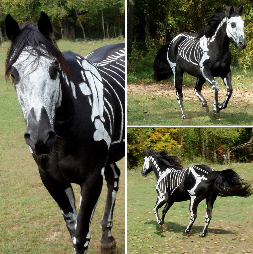 skeleton-dog-halloween-costume-non-toxic-pet-paint-13