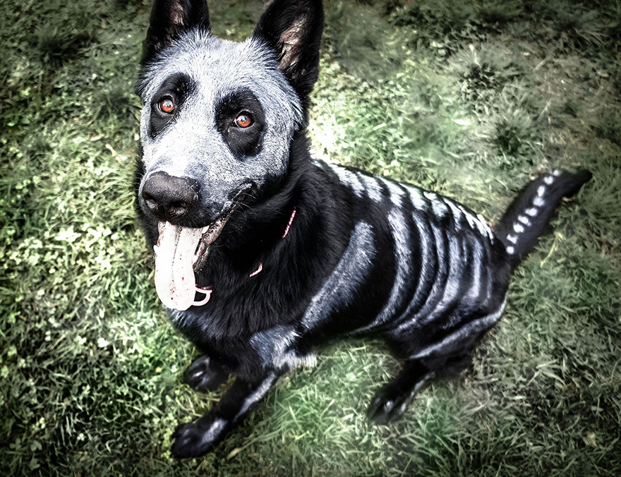 skeleton-dog-halloween-costume-non-toxic-pet-paint-2